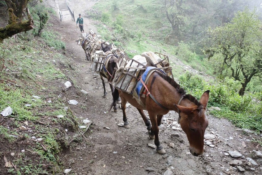 Picture 5 for Activity From Pokhara: 6 Days Easy Mardi Himal Trek