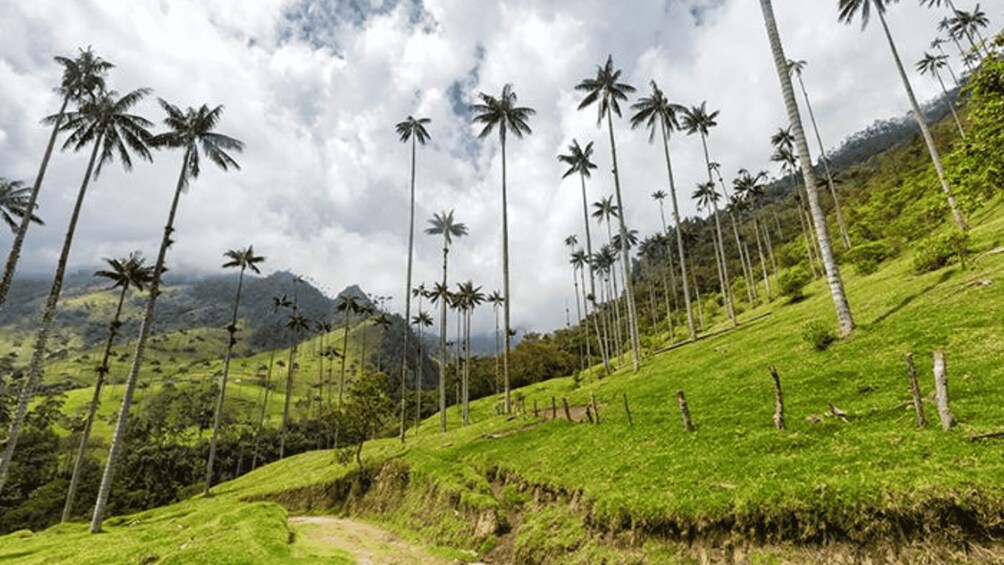 Picture 6 for Activity Salento and Cocora Valley Full Plan from Pereira or Armenia