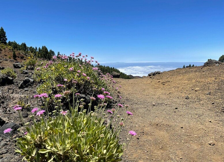 Picture 5 for Activity La Palma: Guided trekking tour to volcanoes south