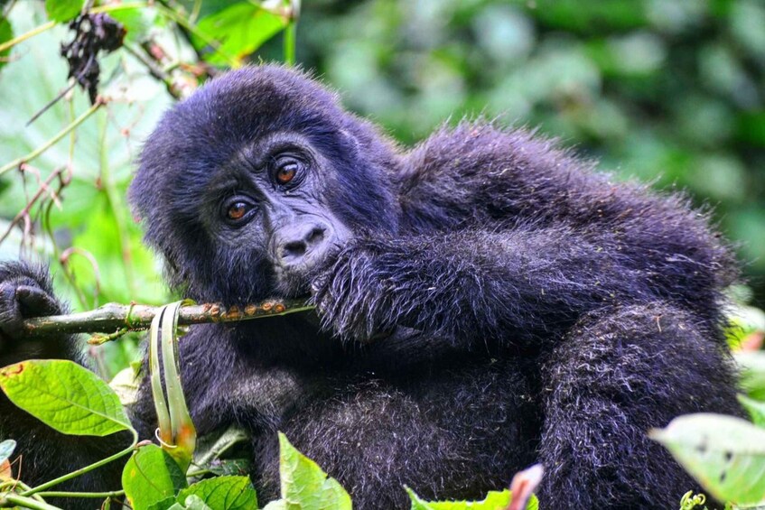 Picture 3 for Activity Uganda: 6-Day Gorilla trekking, Big 5, and Big Cats Tour