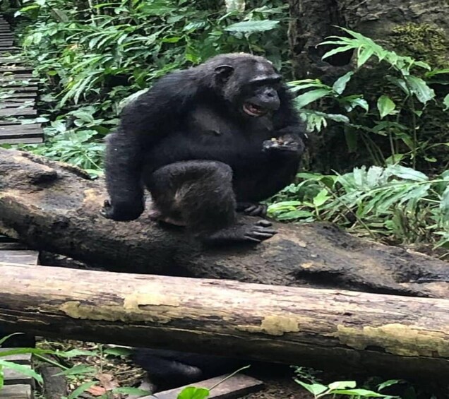 Picture 10 for Activity Uganda: 6-Day Gorilla trekking, Big 5, and Big Cats Tour