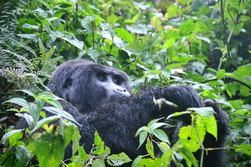 Picture 7 for Activity Uganda: 6-Day Gorilla trekking, Big 5, and Big Cats Tour