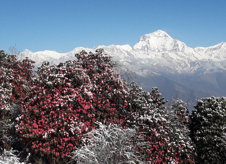 Picture 4 for Activity Pokhara: 8 Day Annapurna Base Camp Trek