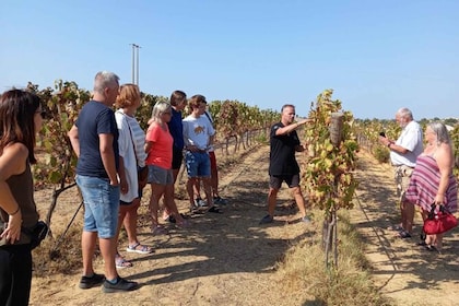 Albufeira/Vilamoura: Winery Tour with Wine Tasting and Tapas