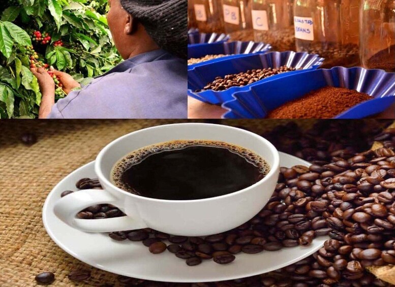 Picture 1 for Activity Coffee Farm Day Tour in Nairobi