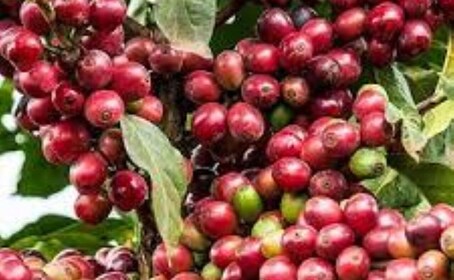 Coffee Farm Day Tour in Nairobi