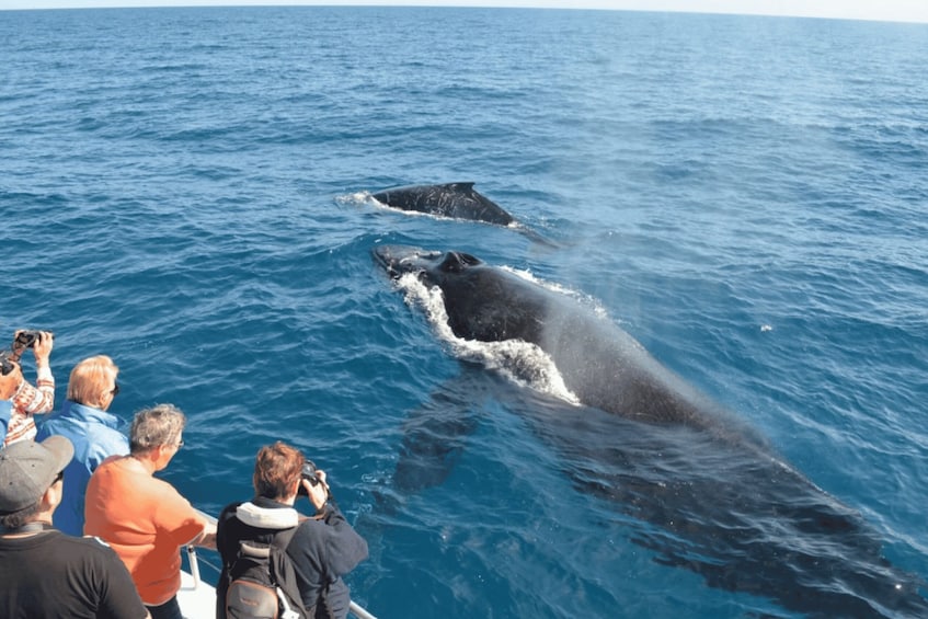 Samana: Whale Watching and Cayo Levantado Full Day Tour