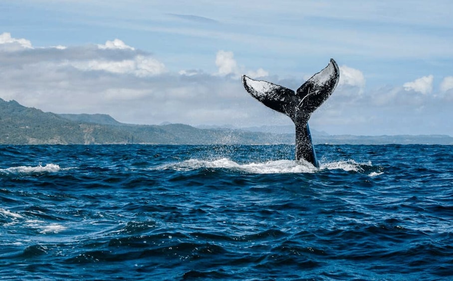 Picture 1 for Activity Samana: Whale Watching and Cayo Levantado Full Day Tour