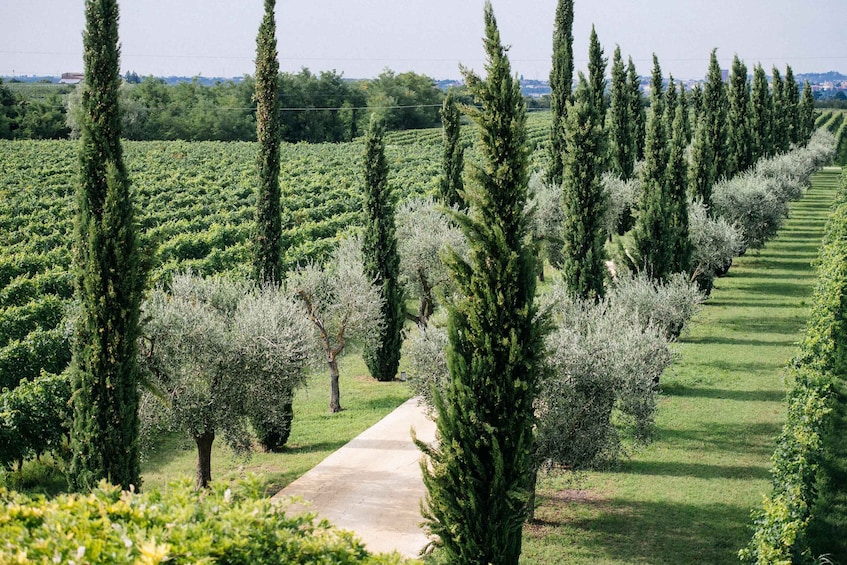 Picture 5 for Activity Valpolicella: Lunch or Dinner tasting with Amarone