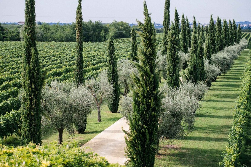 Picture 5 for Activity Valpolicella: Lunch or Dinner tasting with Amarone