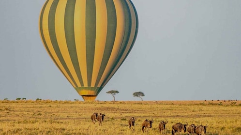 4-Days Maasai Mara Safari Combined with Hot Air Balloon Ride