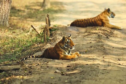 Madhya Pradesh: Kanha National Park Guided Safari Tour