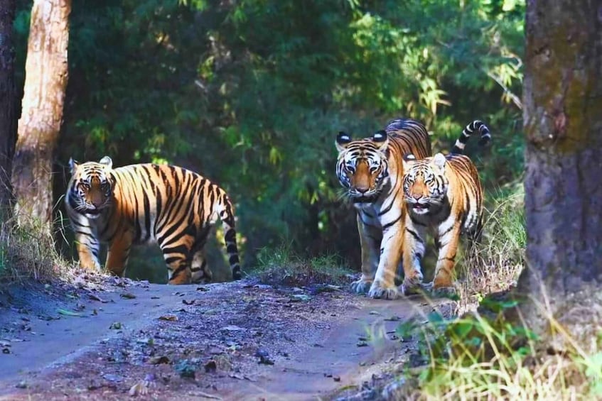 Picture 4 for Activity Madhya Pradesh: Kanha National Park Guided Safari Tour