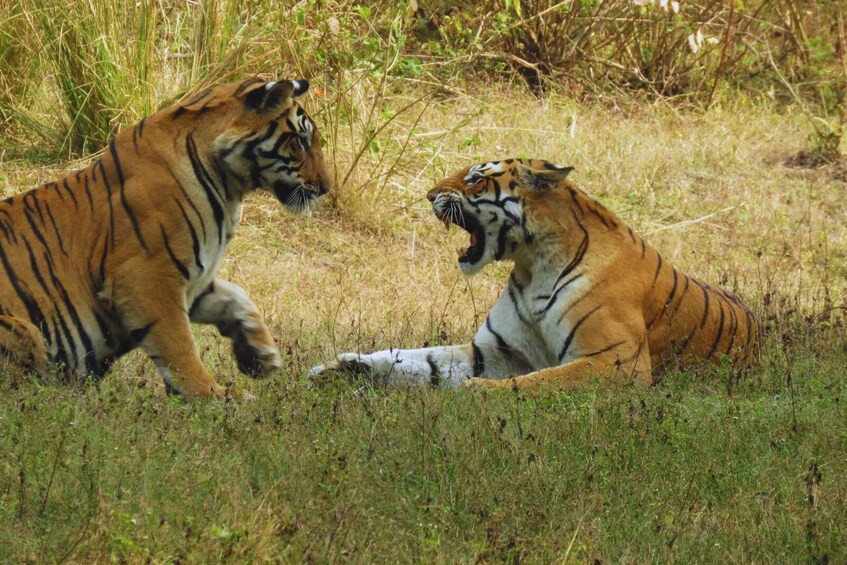 Picture 1 for Activity Madhya Pradesh: Kanha National Park Guided Safari Tour