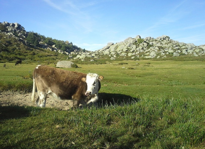 Picture 4 for Activity Cuscionu's plateau, 1000 waterholes'grass : pozzines