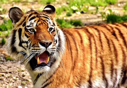 Desde Jaipur: safari privado de 2 días por Ranthambore y recorrido por Jaip...
