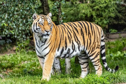 De Jaipur : Safari privé ranthambore de 2 jours et visite de Jaipur