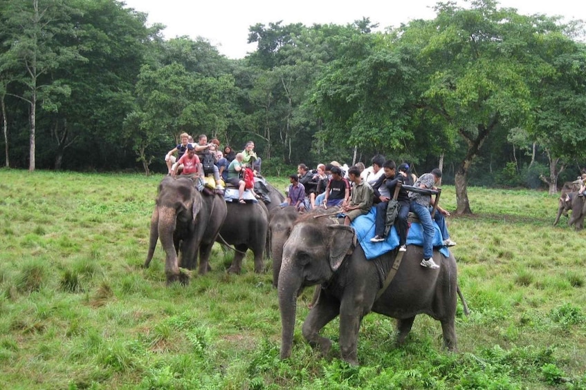 Picture 7 for Activity Chitwan National Park Luxury Tour