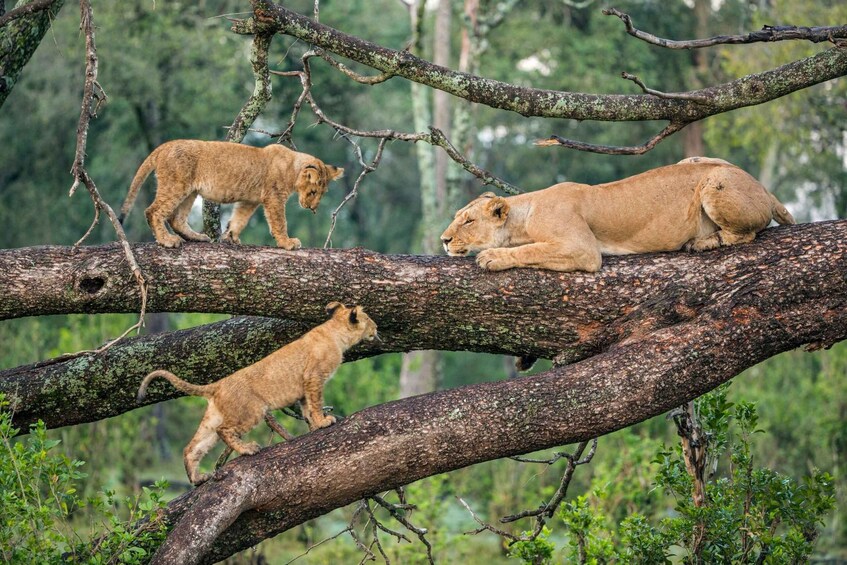 Arusha: Serengeti and Ngorongoro Tented Lodge 3-day Safari