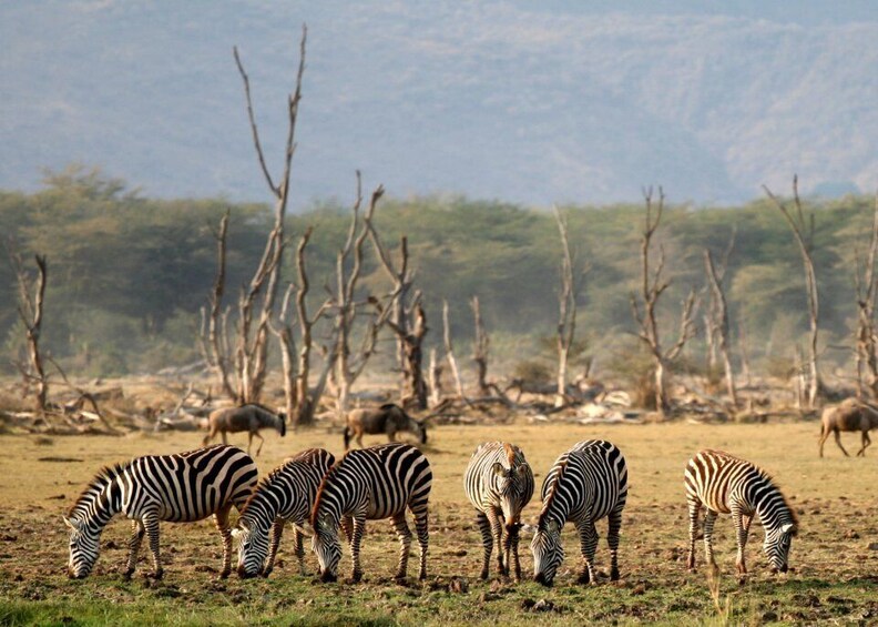 Picture 2 for Activity Arusha: Serengeti and Ngorongoro Tented Lodge 3-day Safari
