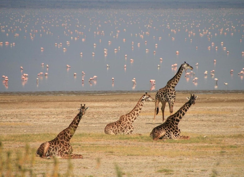 Picture 1 for Activity Arusha: Serengeti and Ngorongoro Tented Lodge 3-day Safari
