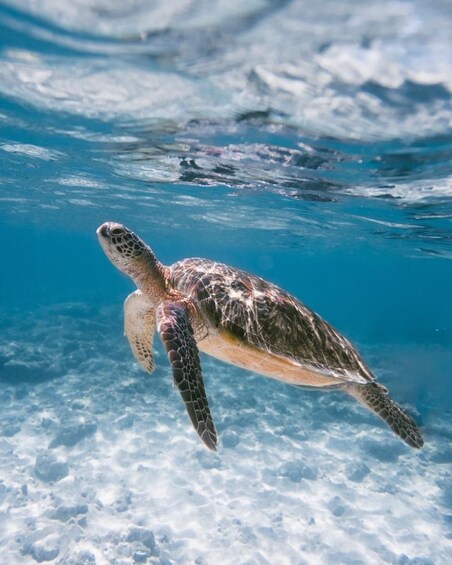 Picture 7 for Activity East Bali : Blue Lagoon Snorkeling - All inclusive