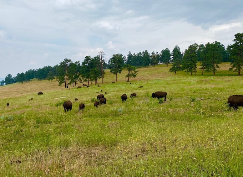 Picture 9 for Activity From Denver: Red Rocks and Foothills Half-Day Guided Tour