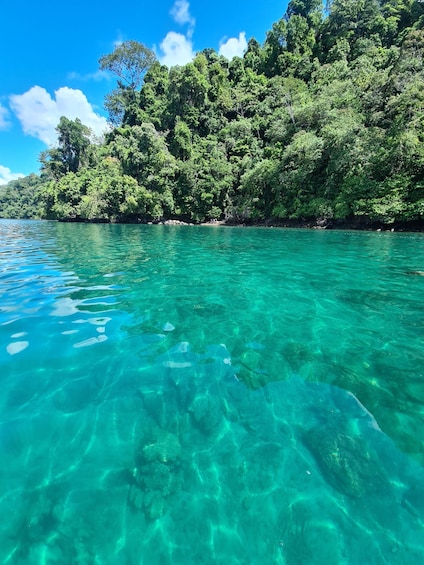 Picture 4 for Activity Golfo Dulce: Explore Coral Reefs on our Snorkeling Tour