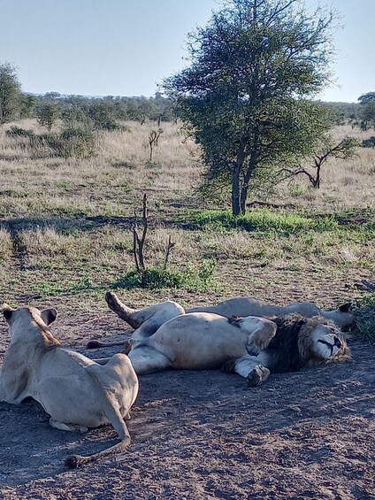 Picture 6 for Activity Pilanesberg National Park