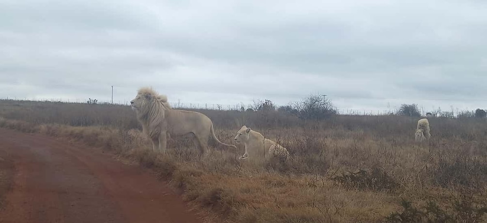 Picture 1 for Activity Pilanesberg National Park