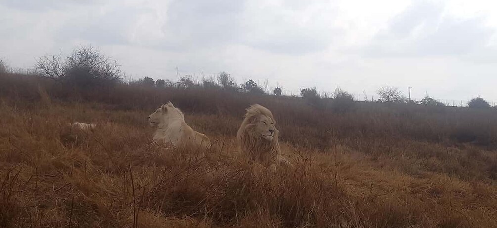 Pilanesberg National Park