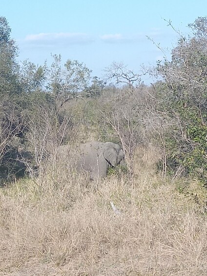 Picture 8 for Activity Pilanesberg National Park