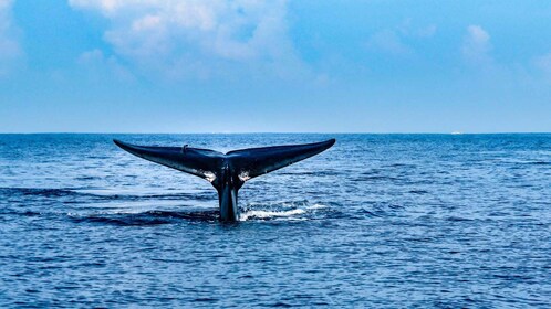 Mirissa Whale Watching Tour with Free breakfast onboard