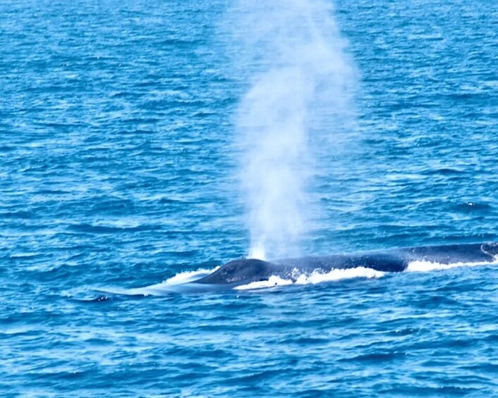 Picture 1 for Activity Mirissa Whale Watching Tour with Free breakfast onboard