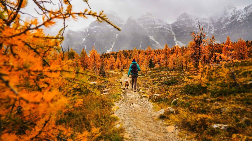 Picture 2 for Activity From Banff or Lake Louise: Moraine Lake & Larch Valley Hike