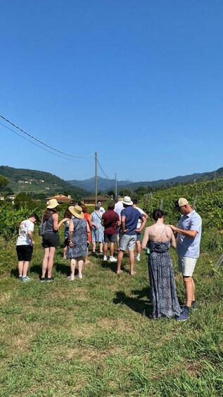 Picture 4 for Activity Tasting in a Vineyard with transfer from Pisa