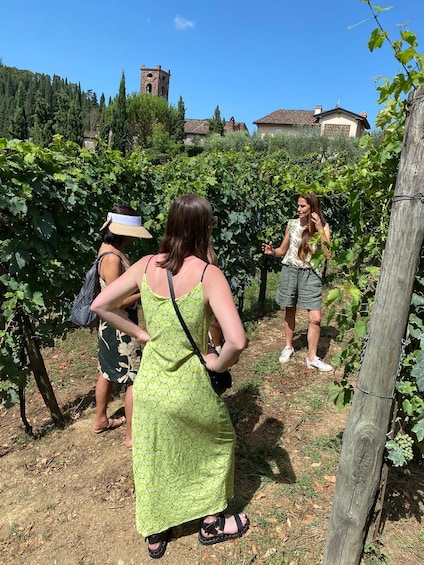 Picture 8 for Activity Tasting in a Vineyard with transfer from Pisa