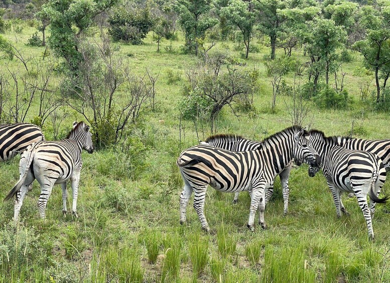 Picture 2 for Activity From Johannesburg : 3 Day Kruger National Park BIG 5 Safari