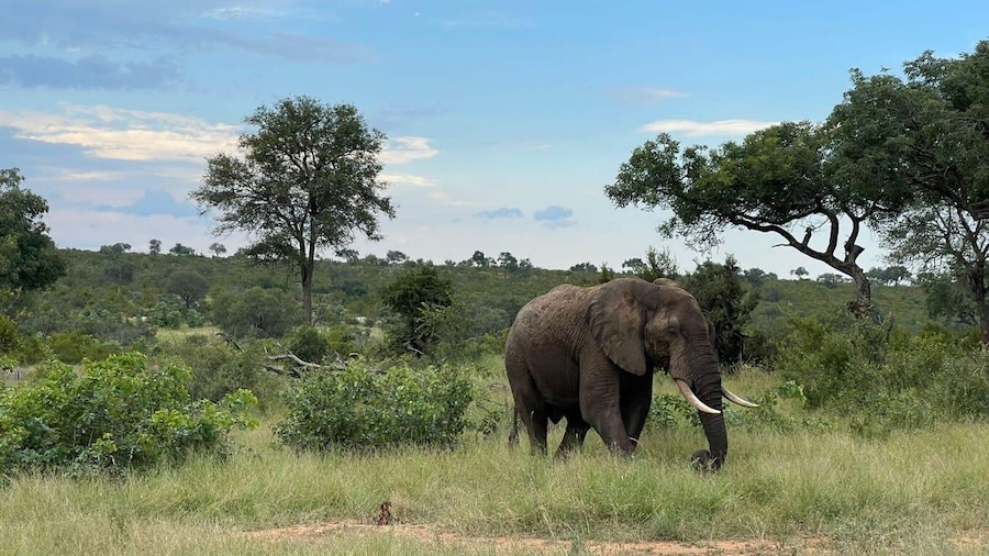 From Johannesburg : 3 Day Kruger National Park BIG 5 Safari