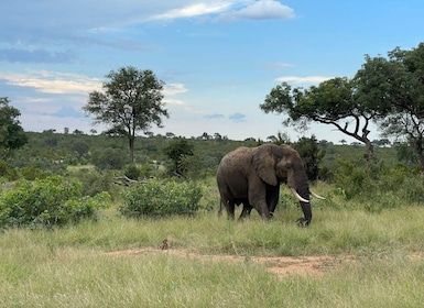 From Johannesburg : 3 Day Kruger National Park BIG 5 Safari