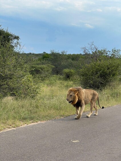 Picture 3 for Activity From Johannesburg : 3 Day Kruger National Park BIG 5 Safari