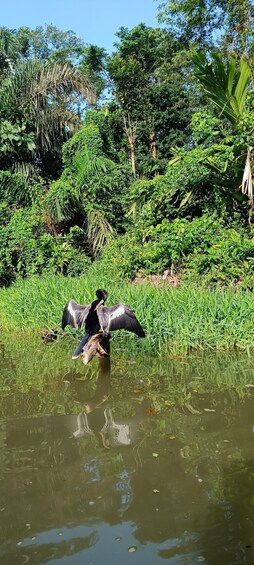 Picture 6 for Activity Canoe Tour in the Tortuguero Canals