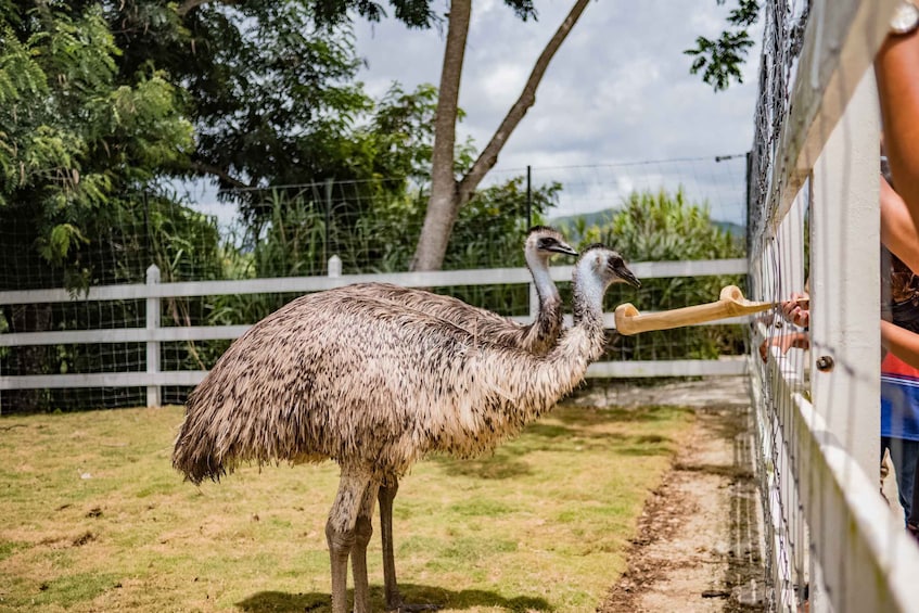 Picture 3 for Activity Punta Cana: Eco Park Safari Adventure