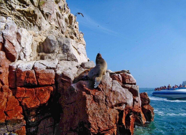 Picture 3 for Activity Lima: Ballestas Islands & Golden Shadows Trek Full Day Tour