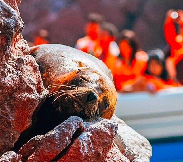 Picture 2 for Activity Full Day Tour Ballestas Islands & Paracas National Reserve