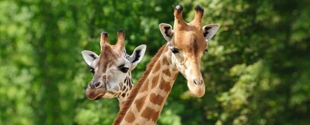 Picture 2 for Activity Nairobi National Museum & Giraffe Centre City Tour
