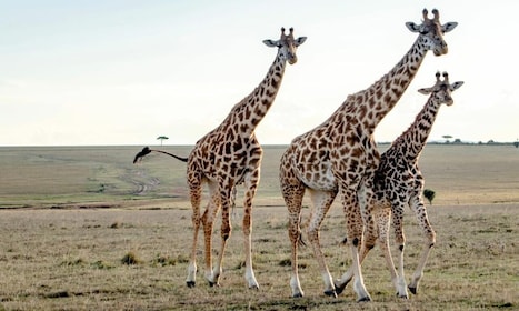 Nairobi National Museum & Giraffe Centre City Tour