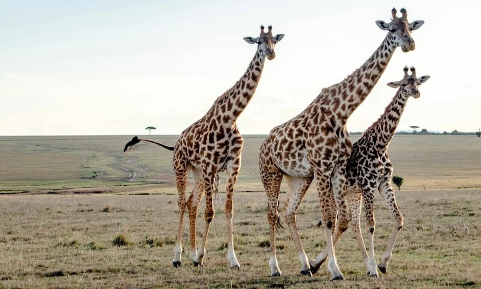 Nairobi National Museum & Giraffe Centre City Tour