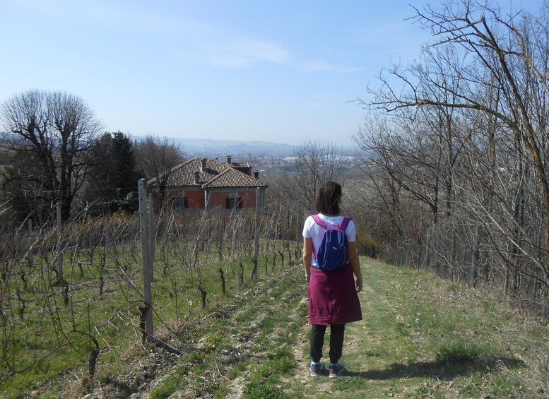 Picture 1 for Activity Hiking and wine tour starting from Alba