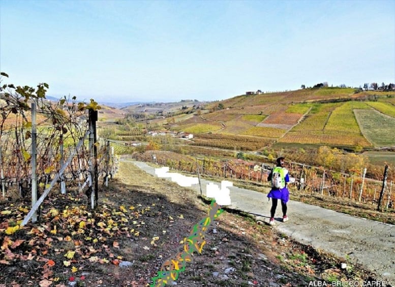 Picture 5 for Activity Hiking and wine tour starting from Alba